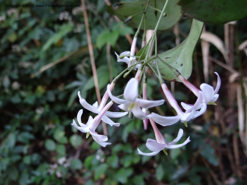 Jasminum, VC 5507--Thailand. Chiang Mai Prov. Doi Inthanon Nat. Park. 9 Nov 2012. DSC08004 (5).JPG