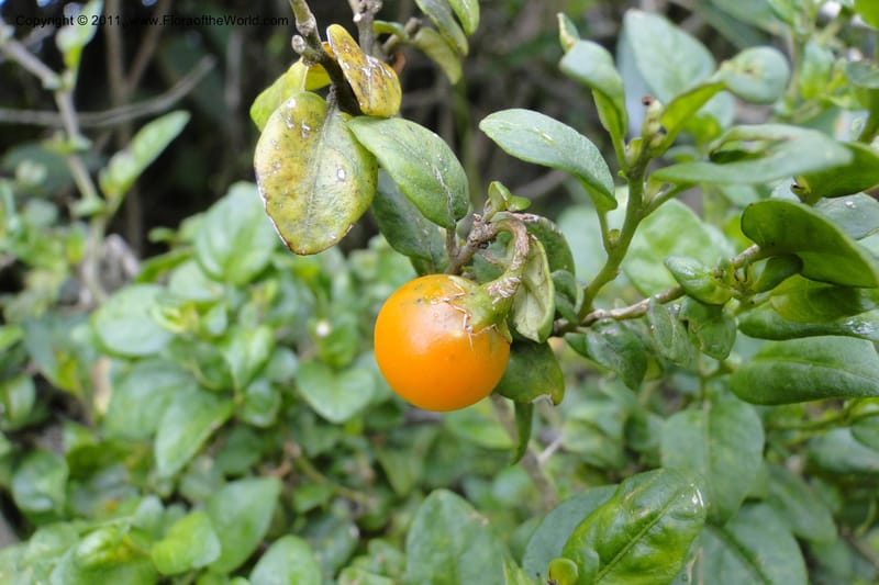 Solanum, Ulloa 1967--Ecuador. Pichincha. Old rd to Papallacta. 31 May 2011. 091 (8).jpg