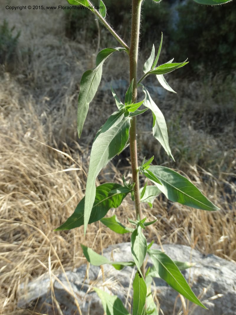 Gaura parviflora, Davidson, C 12604--ID. Idaho Co. North of Riggins. 16 Jul 2014. DSC00589 (34).JPG