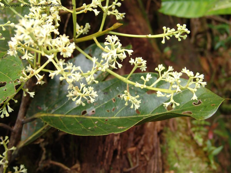 Nectandra, DNeill15914--Ecuador. Prv. Zam. Ch. C del Condor. Wawaime plot. 22 Sep 07. 397.jpg
