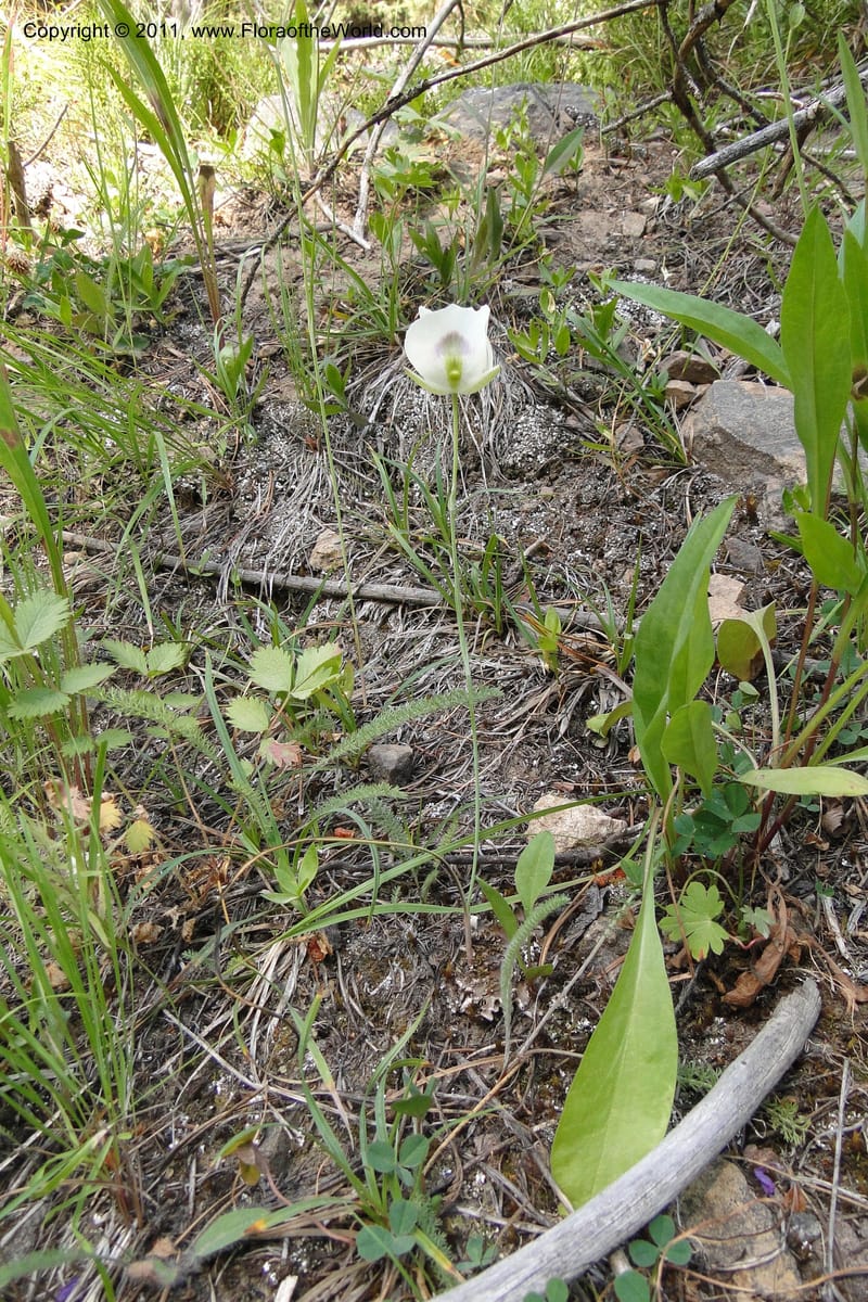 Calochortus eurycarpus, Davidson, C 11905--ID. Valley Co. Lick Creek Rd. 13 Aug 2011. 098 (10).jpg