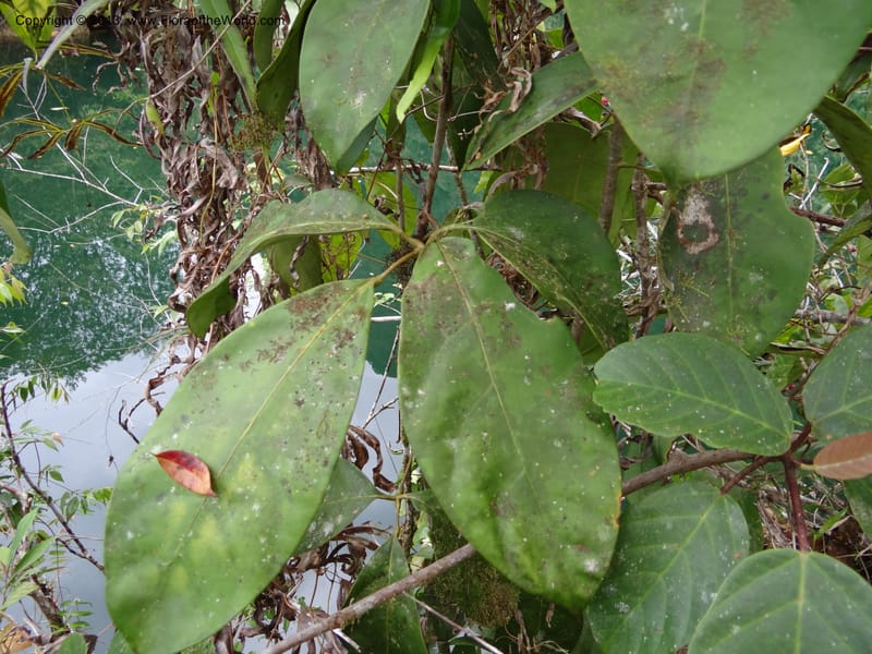 Schefflera, S.98862--Malaysia, Sarawak. Gunong Tai Ton. 27 Mar 2012. DSC05734 (28).JPG