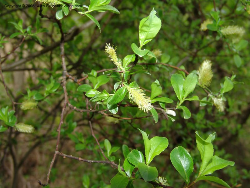 Salix--Georgia. Kazbeki . Trail-road to Sameba Church. 2 Jun 05. 221.jpg