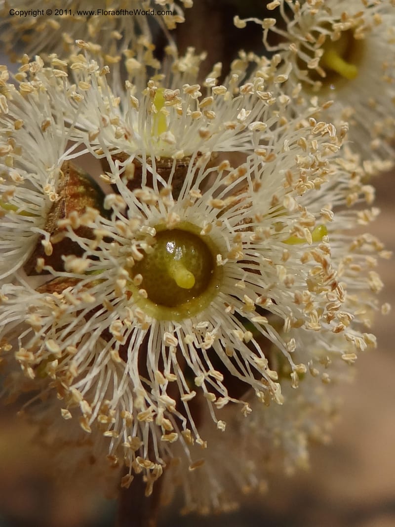 Eucalyptus platyphylla, B. Gray 9065--Australia. Queensland. Bakerville. 22 Sep 2011. (17).JPG