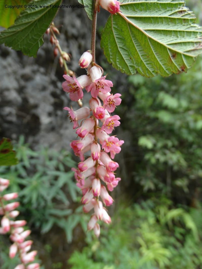 Neillia thibetica, Boufford, D 43710--China. Sichuan. LongDongZhen on Rd. to LeiYuan Shan. 13 May 2014. DSC05860 (17).JPG
