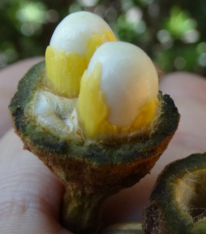 Cupaniopsis, Munzinger, J 7412--New Caledonia. Mont Dzumac. 12 Nov 2015. DSC01563 (417).JPG