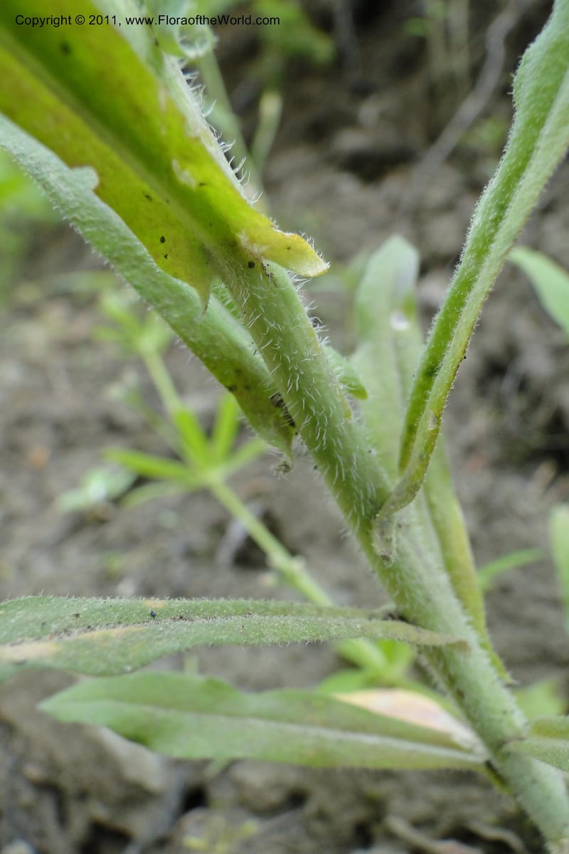 Boechera, Davidson, C 11889--Idaho. Adams Co. Fish Lake Rd. 10 July 2011. 163 (14).jpg