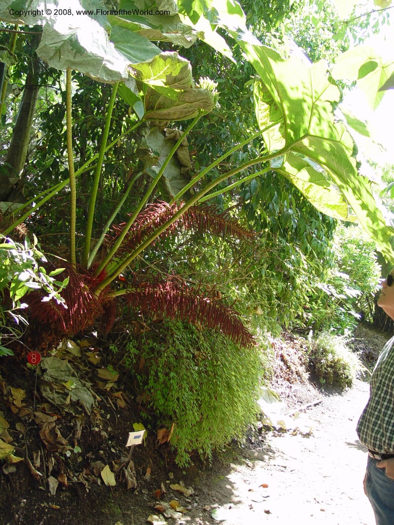 Gunnera killipiana, 76.0575--CA. UC Berkeley Bot. Garden. 19 Sep 03. 109.jpg