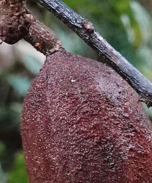 Staudtia gabonensis, C. Davidson 13939--Gabon. Maurel & Prom Oil Rd. 2 Nov. 2018. DSC01376 (266).JPG