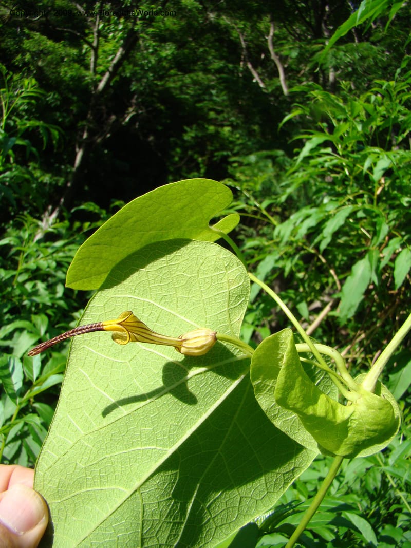 Aristolochia, WDStevens27310--Nicaragua. N.Segov. S of Ocotal, on Pan Am Hwy. 18 Jun 08. 004.jpg