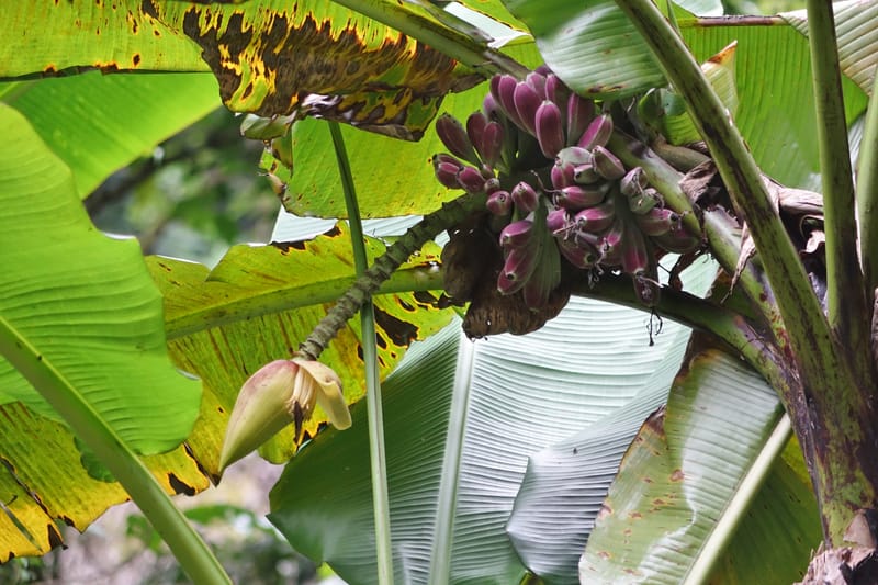 Musa formosana, Chung Kuo-Fang 3351--Taiwan. Wulai Distr. Wulai village. Hsing Hsian Trail. 19 May 2016. DSC03046 (130).JPG
