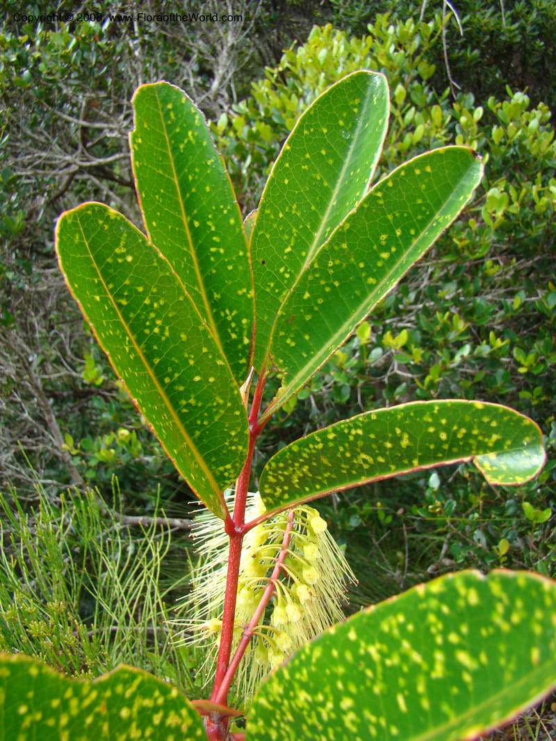 Cunonia macrophylla, JMunzinger4910--New Caled. Parc Prov. Riviere Bleue. 22 Nov 07. 211.jpg
