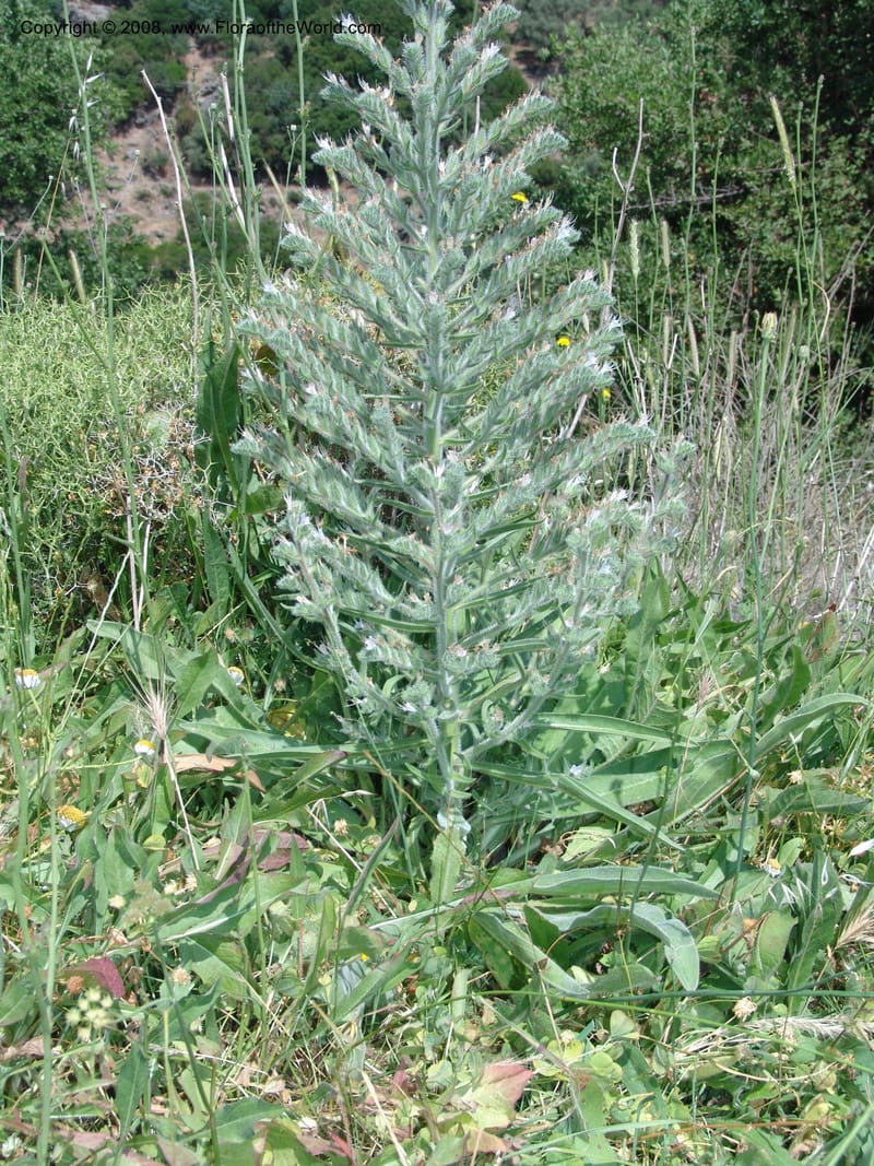 Echium italicum ssp biebersteinii--Crete. Ep. Kisamos. Sirikari Gorge. 25 May 05. 140.jpg