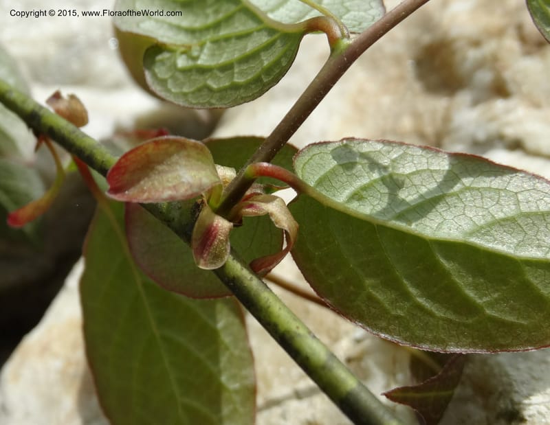 Sabia, Boufford, D 43677--China. Sichuan. GuoBaYan, HanBaiYu Shan. 12 May 2014. DSC05373 (21).JPG