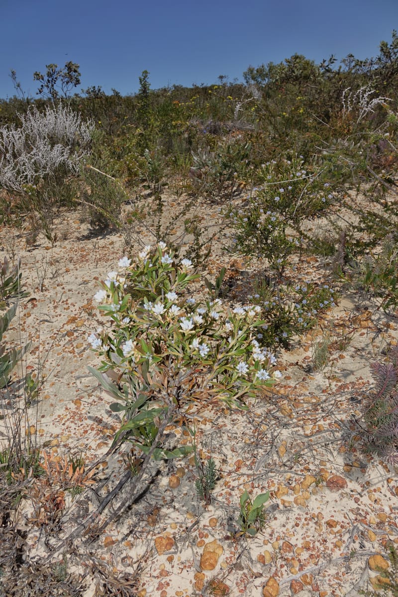 Conospermum nervosum, Davidson, C 13429--Australia. W.A. Green Head-Coorow Rd. Stop 2. 24 Oct 2016. DSC04873 (158).JPG
