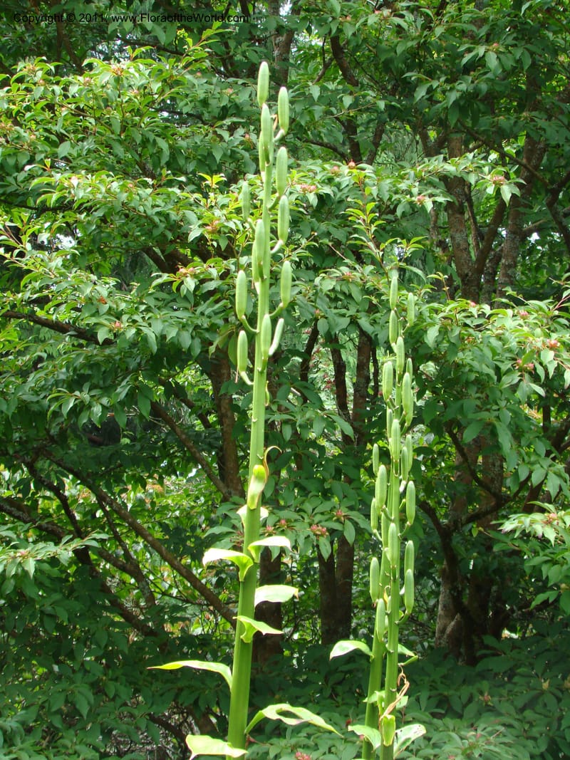 Cardiocrinum giganteum--Canada. BC. Univ. BC Bot. Garden. 27 Jul 08. 267.jpg