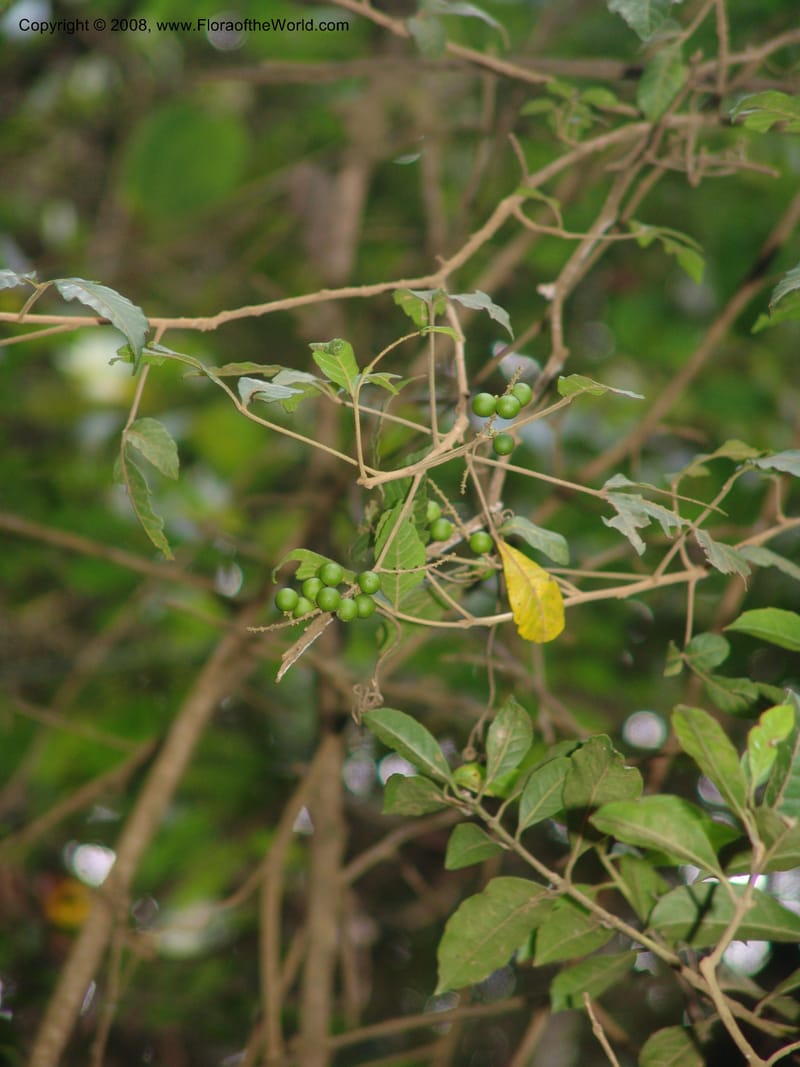 Allophyllus africanus--So.Africa. Mpumal. Moodie Mts.  18 Mch 05. 476.jpg