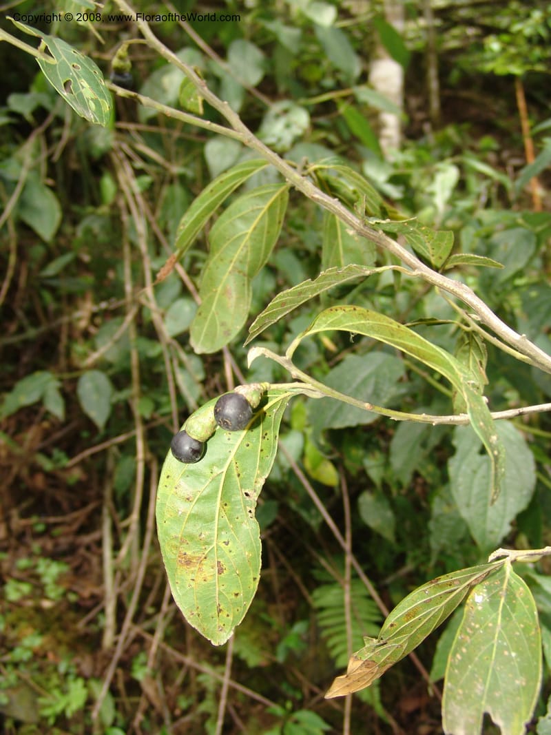 Ocotea, RVasquez33110--Peru. Cusco. Calca. Lares. Manto. 1 Nov 07. 189.jpg
