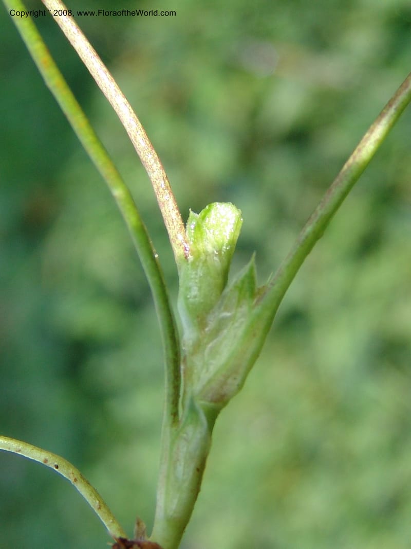 Trifolium burchellianum cf--Kenya. Brooks Bond Tea Estate, Kericho. 10 Jul 04. 103.jpg