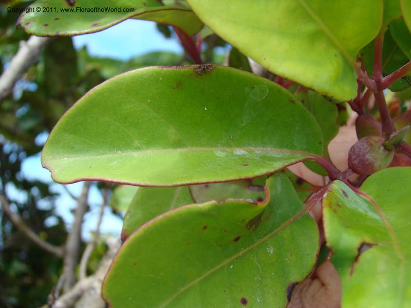 Geissois montana,  Munzinger, J 4773--New Caledonia, Prov N, Col d'Amoss,  14 Nov 2007, 051 (19).jpg