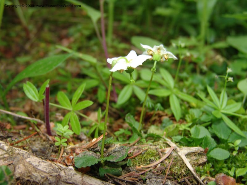 Moneses uniflora, CDavidson11120--ID. Adams Co. For. Serv. Rd. 453, to Goose Lk. 20 Jul 07. 241.jpg