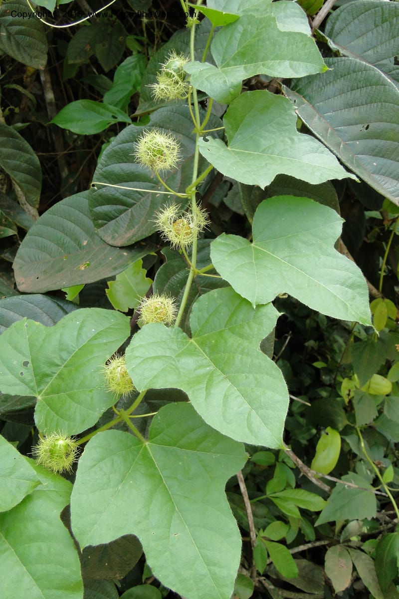 Passiflora foetida, not collected--Viet Nam. Da Ha to Tan Not R. Sta. 14 May 2011. 121 (5).jpg