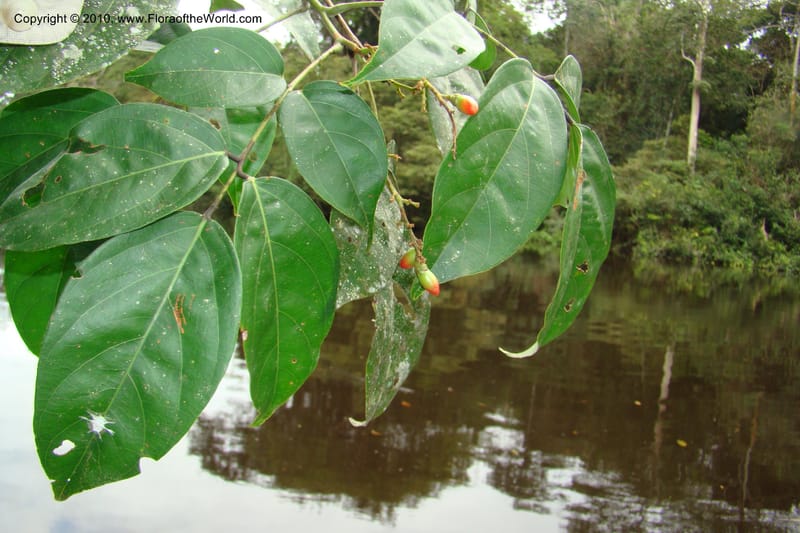 Rourea, RVasquez34844--Peru. Loreto. Dist. Nauta. Qbda Nawapa, Rio Tigre. 11 Nov 08. 271.jpg