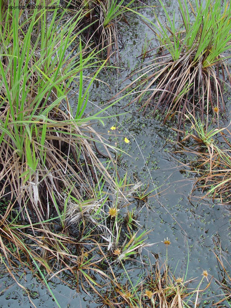 Utricularia, not coll.--Fr. Guiana. On the inselberg at Les Nouragues. 16 Mch 02. 001.jpg
