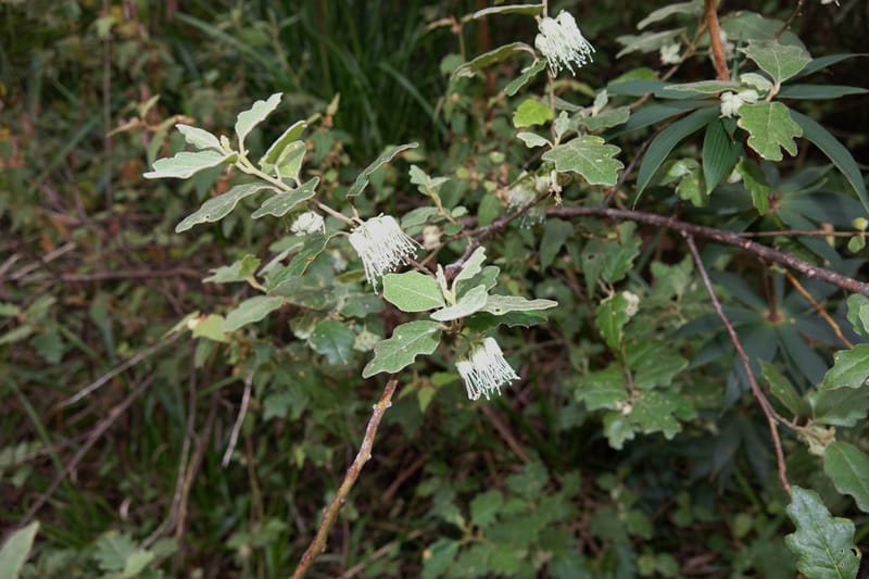 Chorilaena quercifolia, Davidson, C 13509--Australia. W.A. Valley of the Giants Rd. 29 Oct 2016. DSC06689 (39).JPG