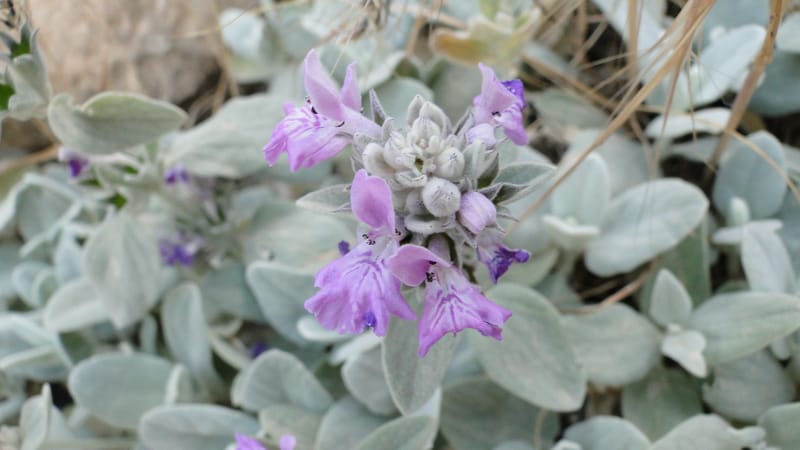 Stachys, A. G. Miller 142.5--Iraq. Kurdistan. Shakh-i Pira Magrun. Zewiya. 12 June 2010. 192 (7).jpg