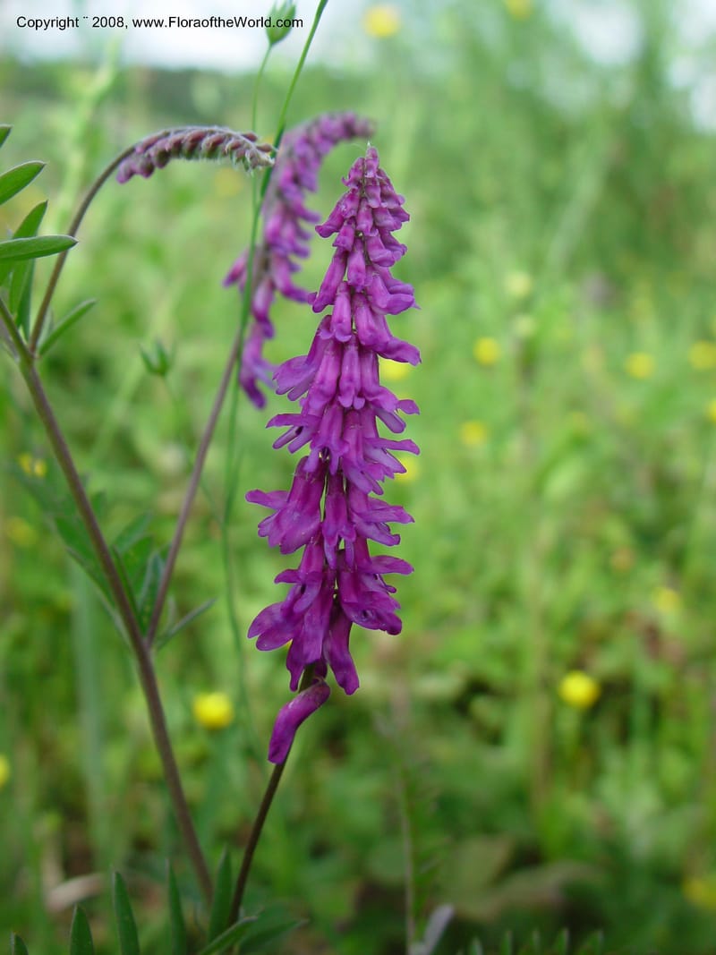 Vicia cracca--Italy. Tuscany. Ris. Nat. Basso Merse. 20 May 03. 201.jpg