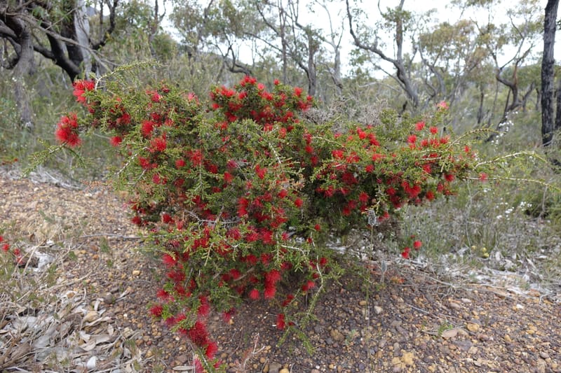 Beaufortia cyrtodonta, Davidson, C 13522--Australia. W.A. Red Gum Pass Rd., odom 31. 30 Oct 2016. DSC07055 (21).JPG