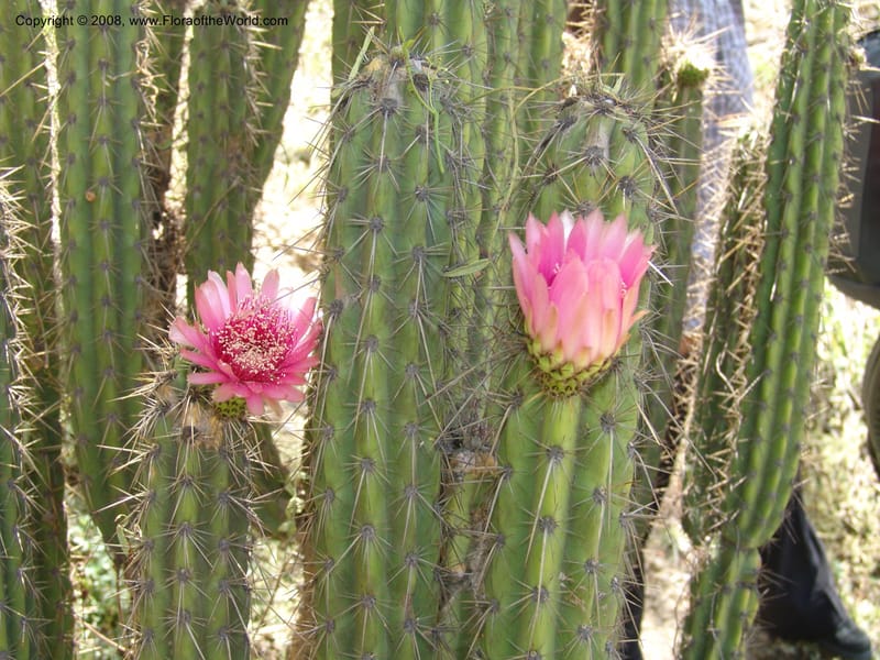 Corryocactus melanotrichus, nr. 1436--Bolivia. La Paz. Jardin Botanico La Paz. 3 Dec 04. 085.jpg
