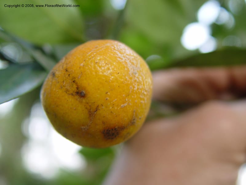 Citrus inchangensis--Ghana. Aburi Botanic Garden. 13 Dec 03. 041.jpg