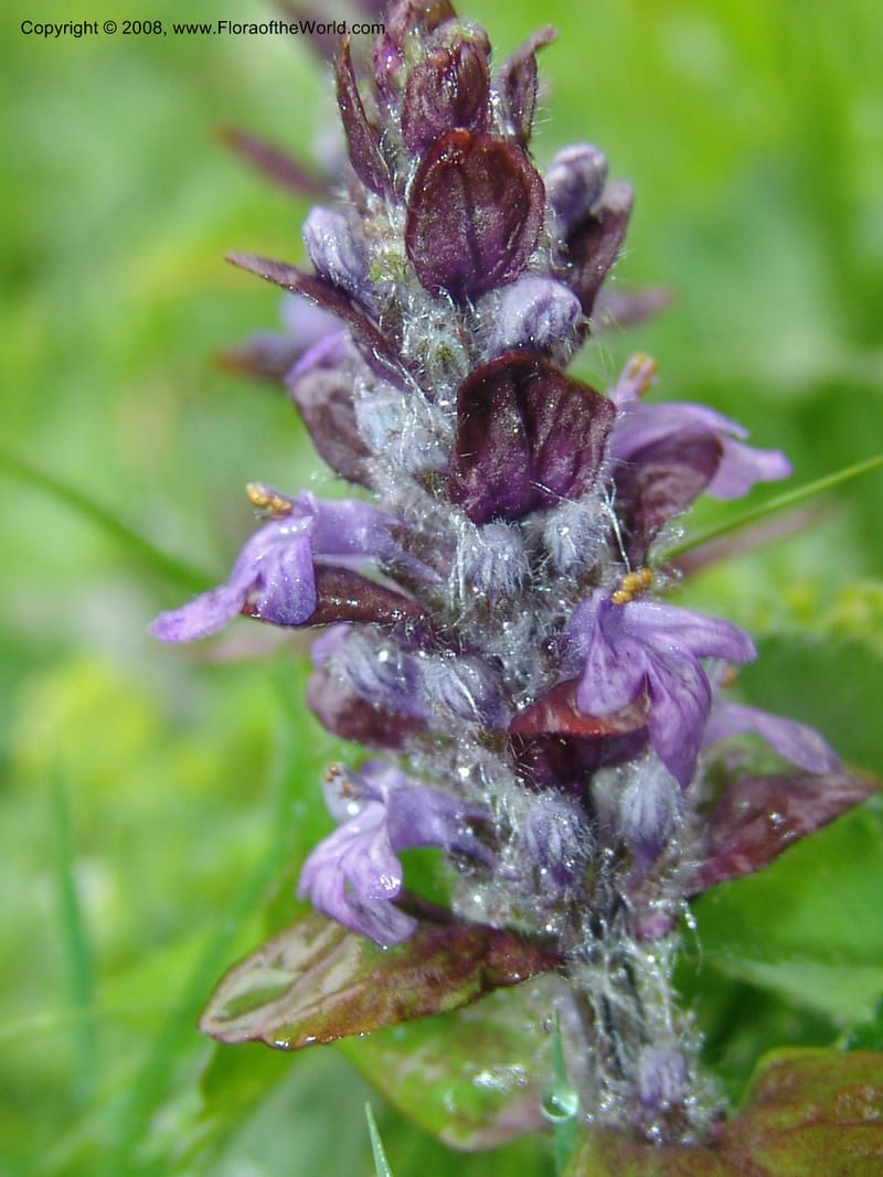 Stachys officinalis--Georgia. 2 km S of Bakuriani, rd to Khrats'koros. 6 Jun 05. 044.jpg