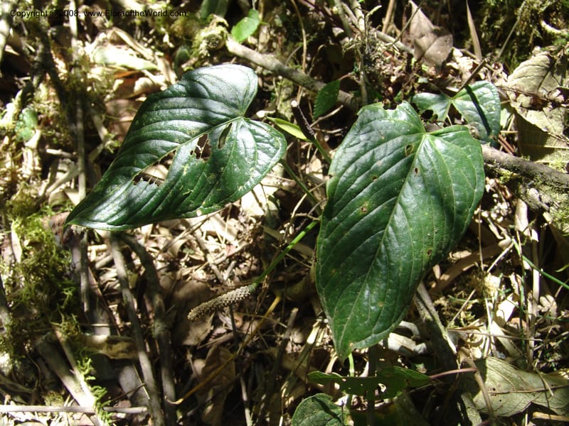 Anthurium, Croat93231--Ecuador. Prov. Pichincha. Old hwy Quito to Sto. Domingo. 12 Aug 04. 042.jpg