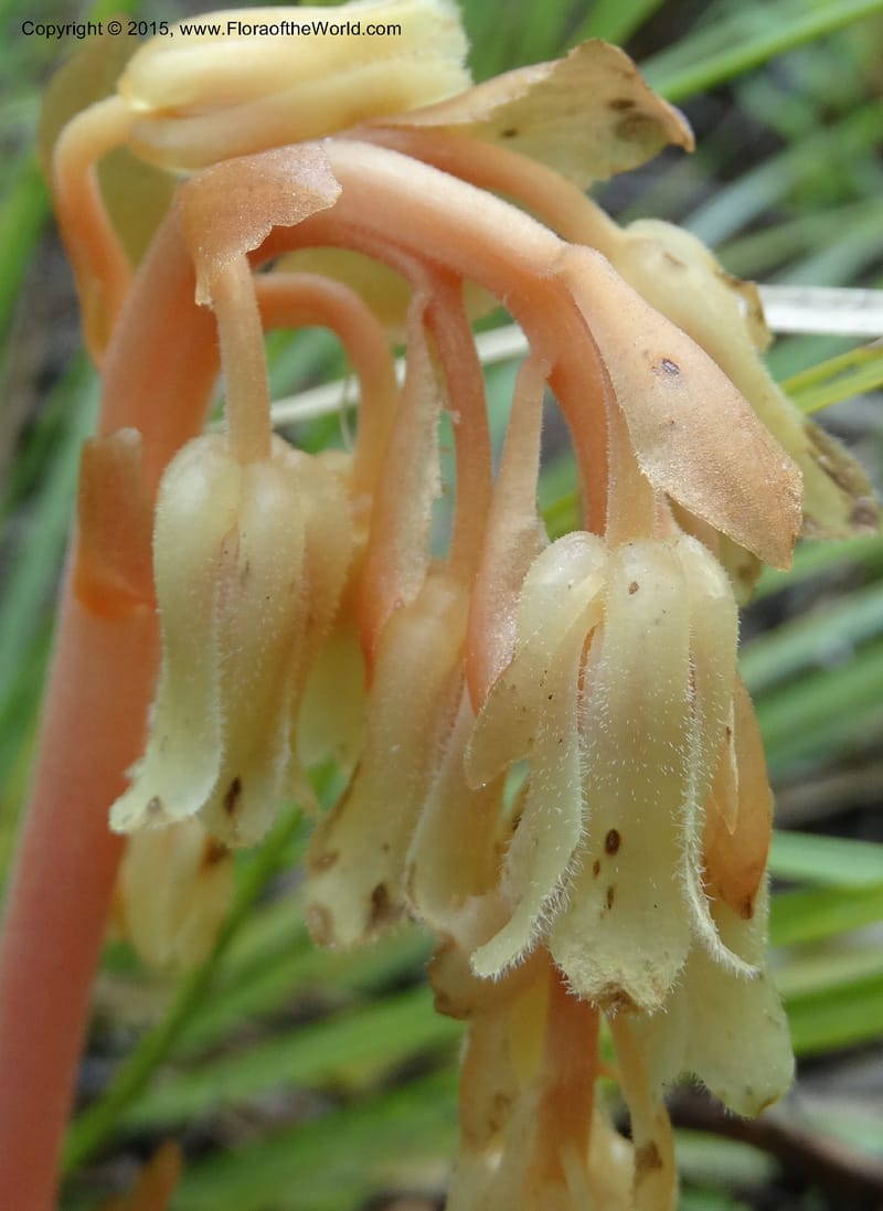 Monotropa hypopitys, Davidson, C 12626--ID. Idaho Co. S of Steamboat Summit. 5 Aug 2014. DSC00156 (219).JPG