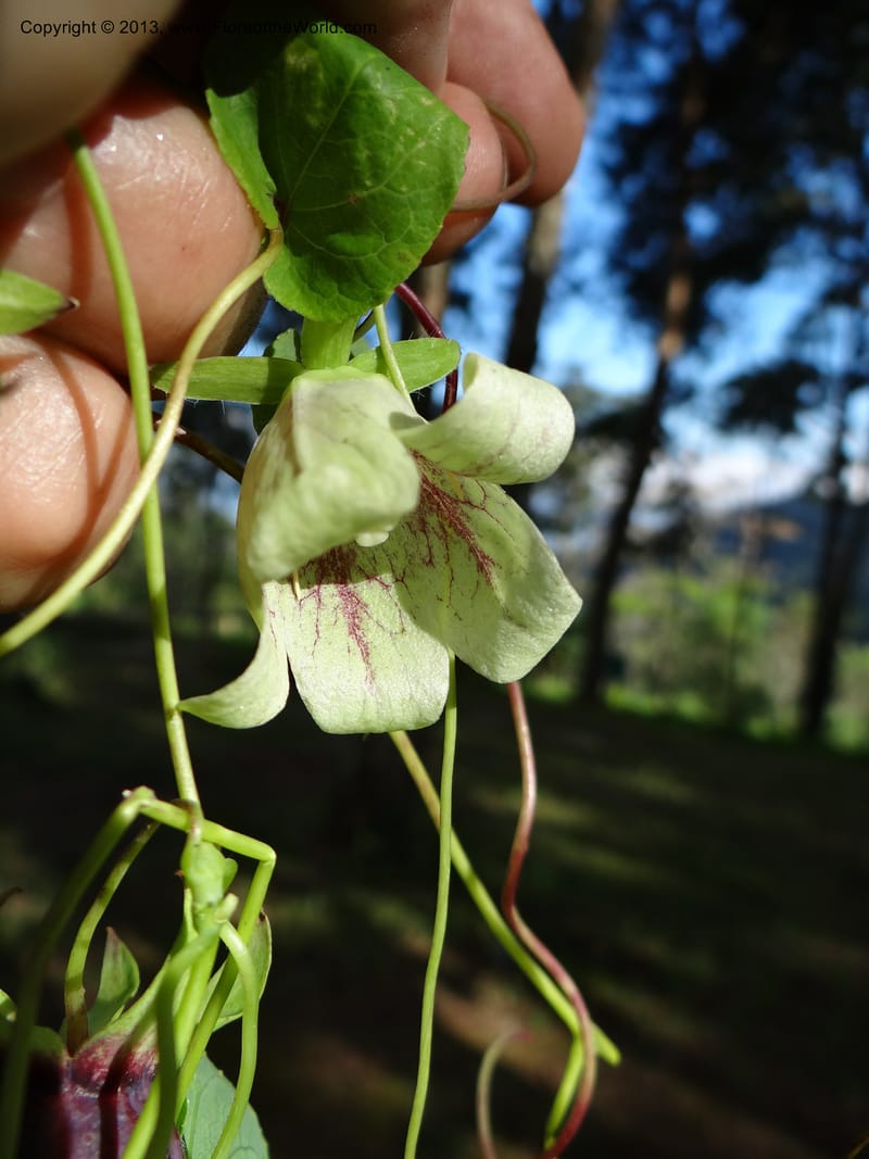 Codonopsis, VC 5577--Thailand. Chiang Mai. Doi Chiang Dao. 11 Nov 2012. DSC08648 (230).JPG