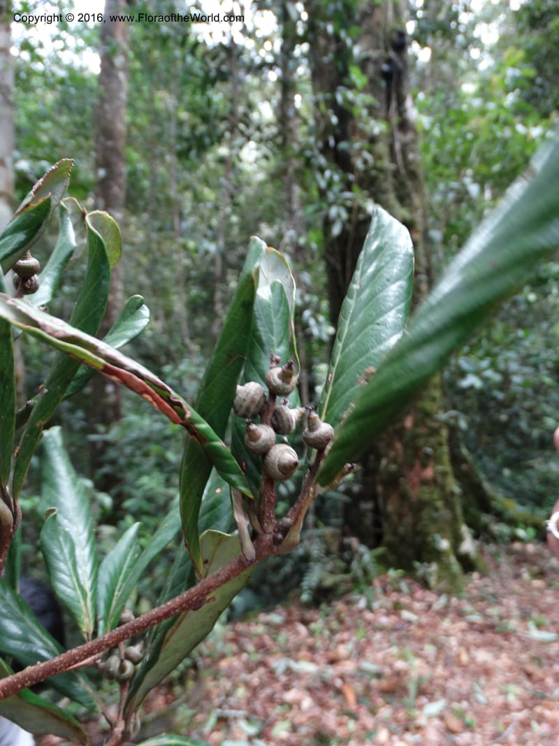 Lithocarpus, Davidson, C 12741--Sabah. Mt. Kinabalu. Bundu Tuhan Trail. 11 Oct 2014. DSC04153 (165).JPG