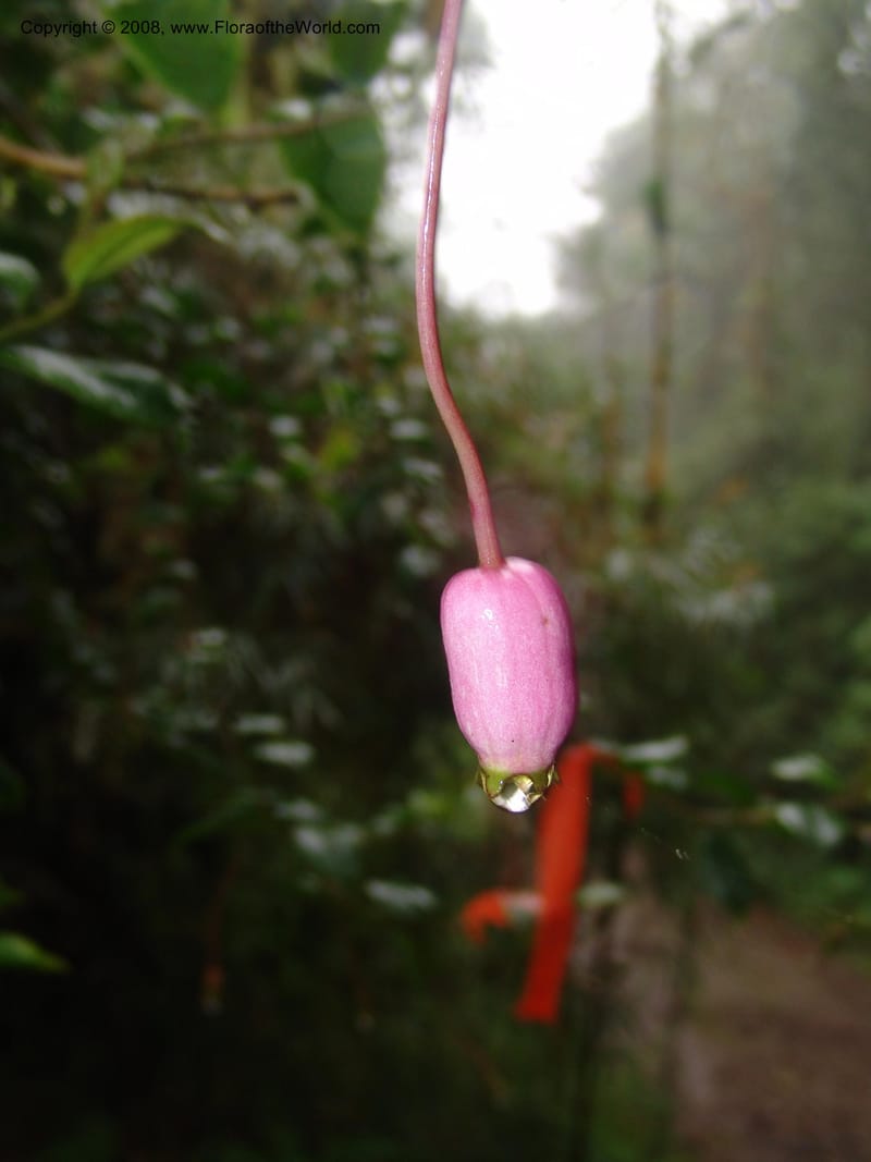 Burmeistera sodiroi, Croat-not coll.--Ecuador. Prov. Pichincha. Reserva Bellavista. 9 Feb 05. 106.jpg