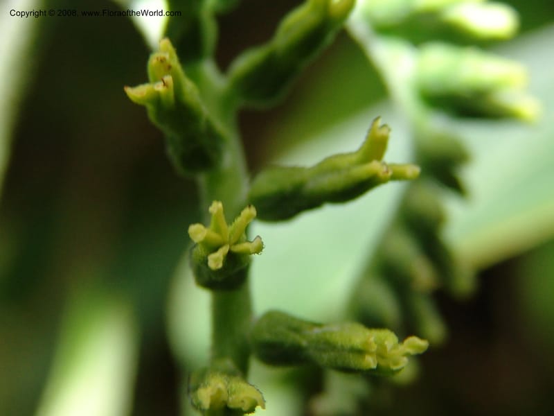 Tournefortia acutiflora--CA. San Francisco Botanical Garden (Strybing Arb.). 30 Mch 06. 152.jpg