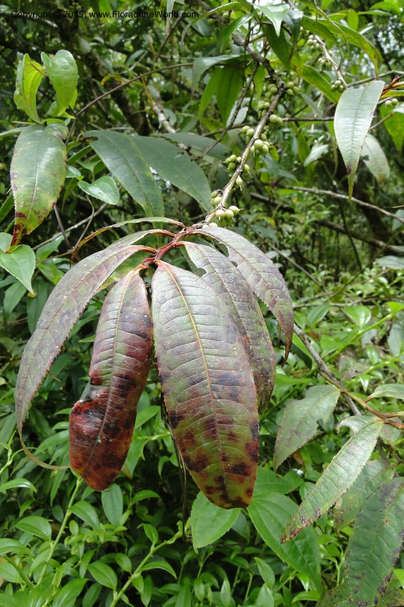 Eurya, Regalado 1774--Viet Nam. Ban Khoang Commune. 4 May 2011. 102.jpg