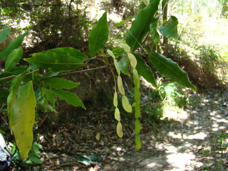 Arthroclianthus, JNLabat3918--New Caledonia. Les Trois Creeks. 13 Nov 07. 053.jpg