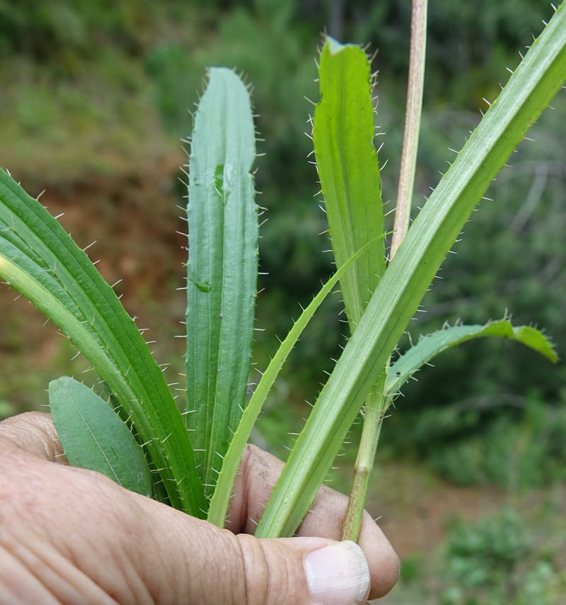 Acanthocalyx delavayi, C. Davidson 13737--China. Yunnan. Zhongdian Xian. 9 Aug 2017. DSC03874 (147).JPG