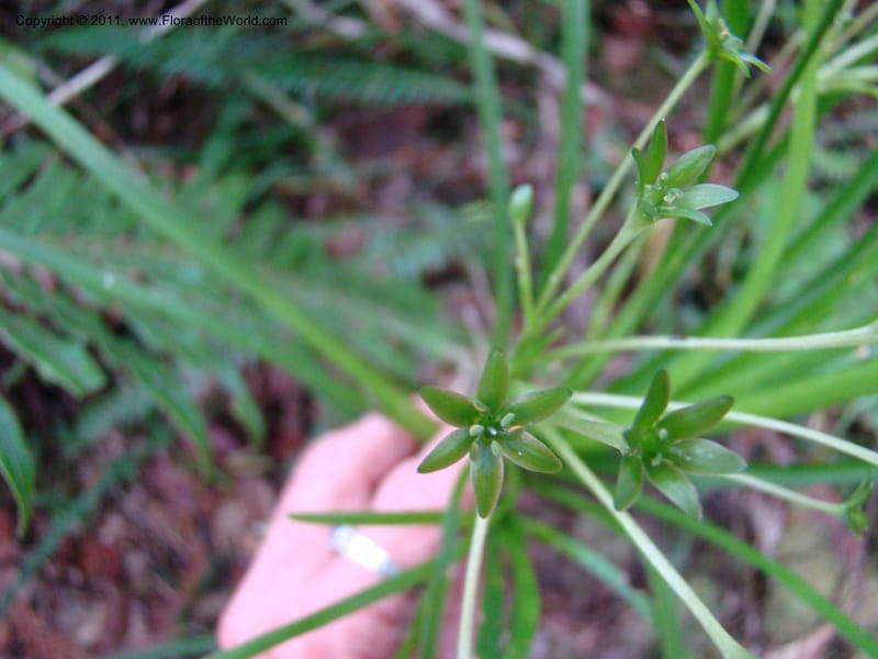 Campynemanthe, Munzinger, J 4843--New Caledonia, Dogny, 19 Nov 2007,  063 (7).jpg