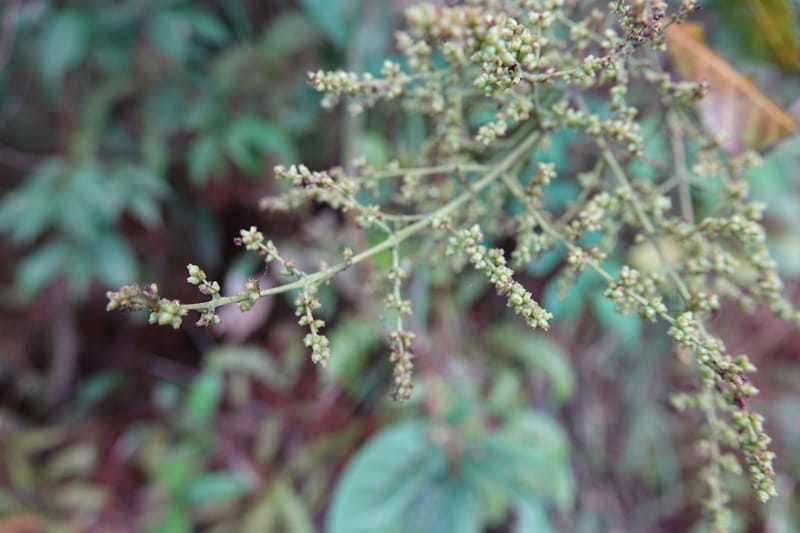 Wendlandia ligustrina, D. Boufford 44129--China. Yunnan. Meizi Lake Park. 3 May 2018. DSC01424 (211).JPG