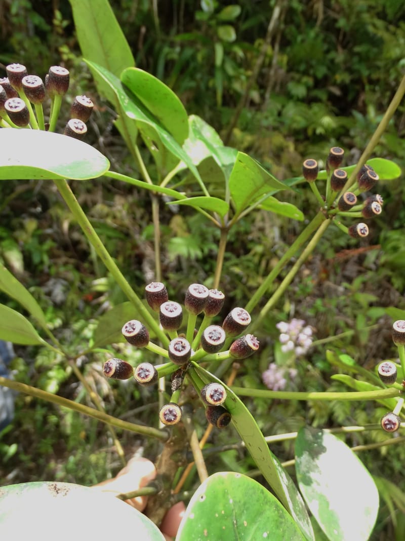 Plerandra grandiflora, Plunkett, G 3178--Fiji. Delaikoro Mtn. 3 Nov 2015. DSC08393 (6).JPG