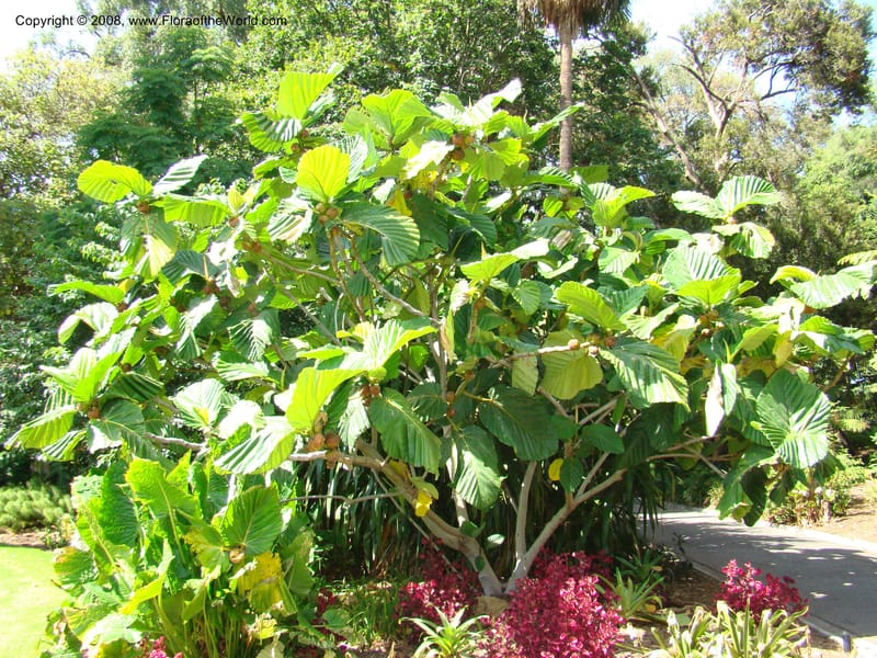 Ficus dammaropsis--Australia. Royal Botanic Garden, Melbourne. 19-20 Mch 08. 212.jpg