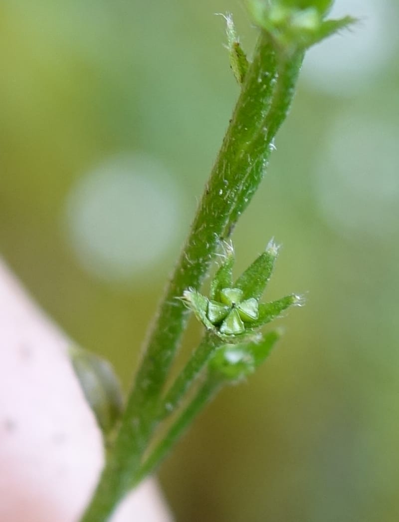 Trigonotis formosana, Tseng Yu-Hsin 1317--Taiwan. SW of Nanshan on highway 7. 20 May 2016. DSC03339 (73).JPG
