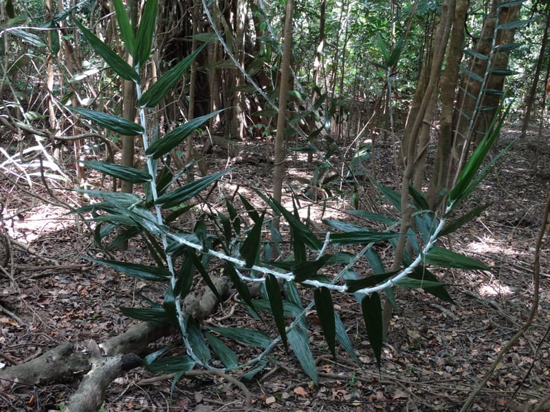 Flagellaria, Callmander, M 1254--New Caledonia. Nehoue Forest. 17 Nov 2015. DSC03041 (209).JPG